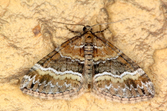 Geometridae